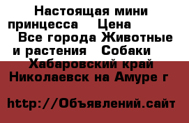 Настоящая мини принцесса  › Цена ­ 25 000 - Все города Животные и растения » Собаки   . Хабаровский край,Николаевск-на-Амуре г.